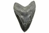 Fossil Megalodon Tooth - South Carolina #365756-1